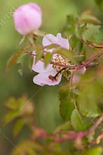 Butterfly caterpillar on Dog rose flowers
