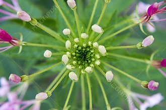 Geometric patterns flower