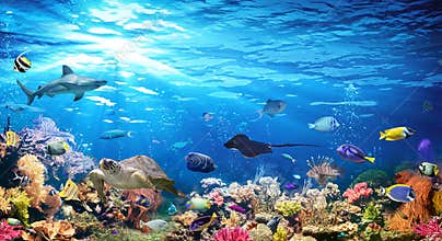 Underwater Scene With Coral Reef