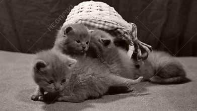 Kittens meow in a basket, indoor