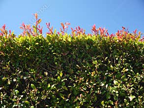 Garden: new growth garden hedge