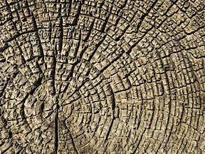 Old cross-section of a tree.