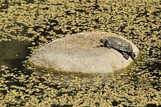European pond turtle