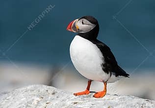 Atlantic Puffin in Maine