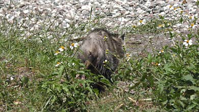 Young opossum walks in Florida grassland