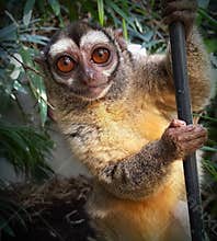Night monkey