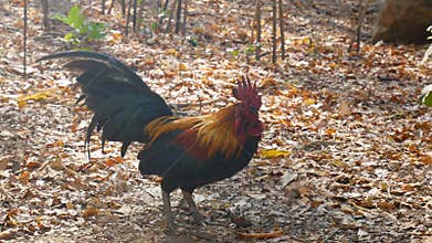 4K. chicken using beak mouth around for searching insect for food