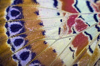 Macro photo of a butterfly wing