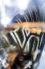 Macro photo of a butterfly wing