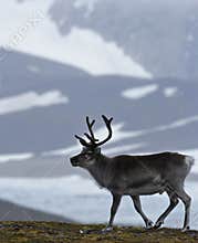 Reindeer