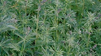 Hemp during flowering. Movement of the camera over the cannabis field. Video shooting from the hands of sprouts of young marijuana