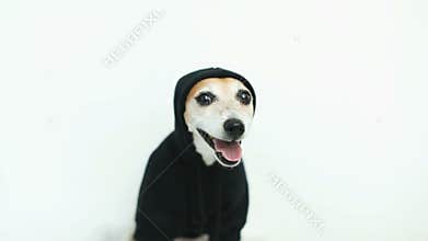 Cool dog in black hoody smiling. Whie background. Video footage