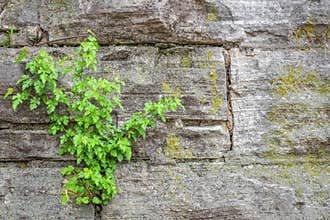 Stone Wall Background with Greenery and Moss