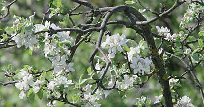 Plum tree in blossom