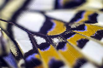 Macro photo of a butterfly wing