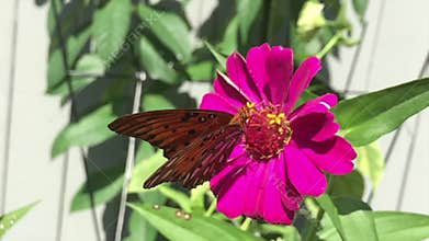 A Gulf Fritillary Butterfly drinks nectar from a zinnia flower.