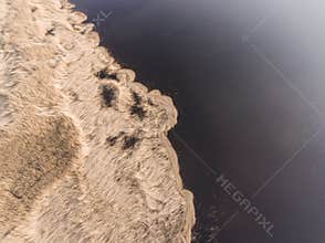 Drone photography - reeds in sunlight of sunset on coast of lake