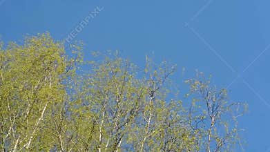 The upper branches of birch trees with young leaves swaying in the wind against the blue sky