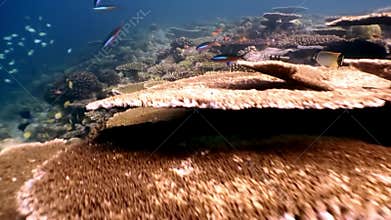 Hard coral acropora underwater on amazing seabed in Maldives.