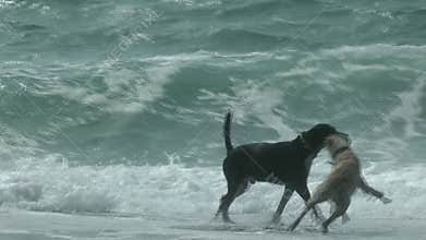 Two Dogs Playing on the Beach