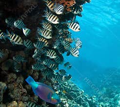 Coral and fish