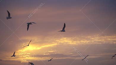 Birds fly against beautiful sunset, slowmotion.