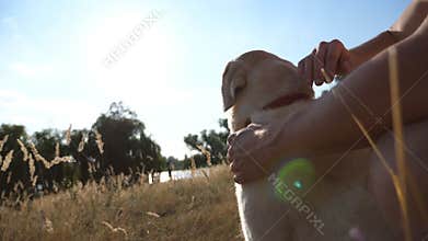 Male hands stroking dog at nature. Labrador or gold retriever sitting on green grass with his owner. Sun rays in