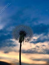 Dandelion in sunset
