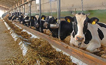 Cow farm