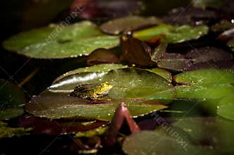 Polish fauna: little green frog in pond
