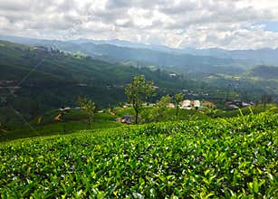 Tea plantation, mountains, building and trees Nanuoya
