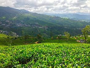 Tea plantation, mountains, building and trees Nanuoya