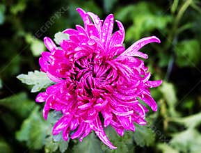 Chrysanthemum in water red color