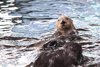 Alaskan sea otter