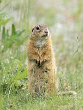 A European ground squirrel standing in a meadow in spring