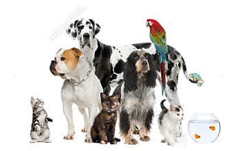 Pets standing in front of white background