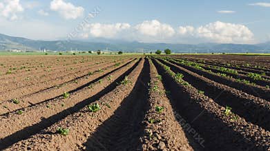 Potato field sunrise in spring timelapse