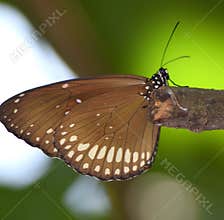 Patterns on a butterfly