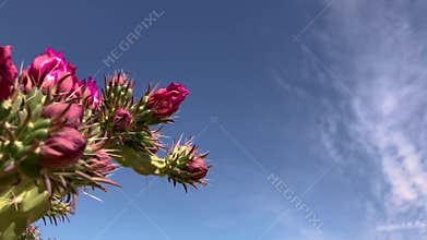 Cholla and prickly pear cacti 5169