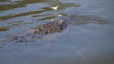 Single crocodile floating in water.