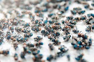 Many fly and Dirty insect and dead fly or carrion of fly on whit