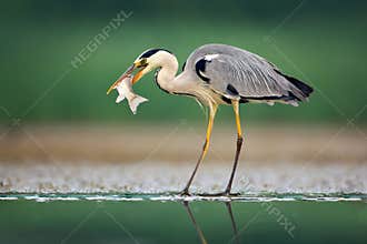 Heron with fish. Grey Heron, Ardea cinerea, blurred grass in background. Heron in the forest lake. Animal in the nature habitat, h