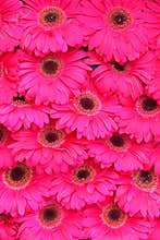Close up of Pink Gerbera flower as background image