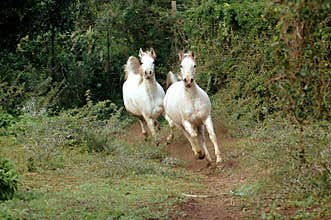 Arabian horses galloping