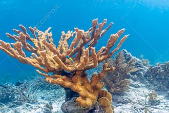 Elkhorn coral Acropora palmata