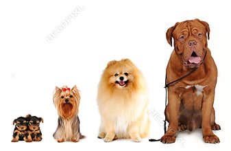 Group of dogs different sizes isolated