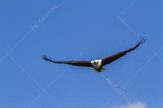 African fish eagle in Kruger National park, South Africa