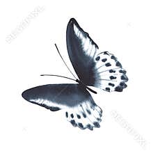 Black Watercolor butterfly isolated on white background.
