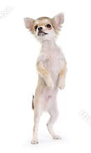 Funny chihuahua puppy standing up isolated