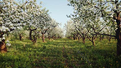 Blooming apple orchard